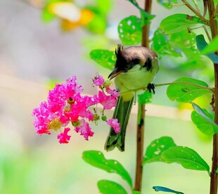 蜂鸟