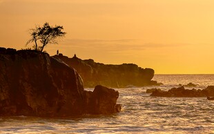夕阳下孤树屹立于海岸