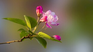 枝头绽放的娇艳粉色花朵