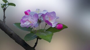 娇艳苹果花枝绽放