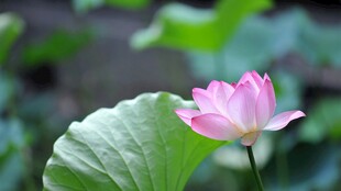 粉色荷花绽放绿叶间