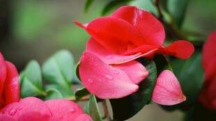 娇艳红掌花