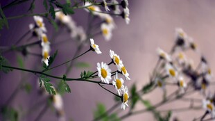 清新小白菊特写