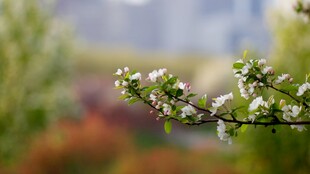 枝头绽放的白色小花