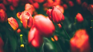 艳丽郁金香花海绽放