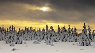 冬日雪林日落美景