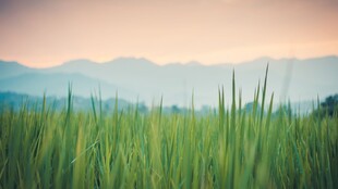 田园绿野远山含黛