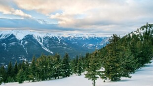 雪山森林壮丽自然景观