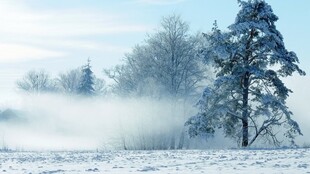 冬日雪林雾景