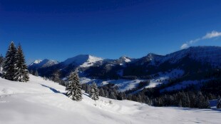 雪山松林美景
