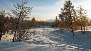 冬日雪野林间美景