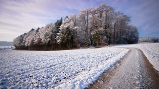 冬日雪覆树林的静谧小路