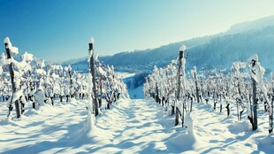 冬日雪覆葡萄园美景