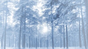 冬日雪林美景