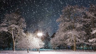 雪夜星空下的静谧树林