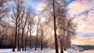 冬日雪林的绝美黄昏景色