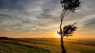 夕阳下的孤树