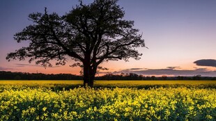 夕阳下的花田孤树