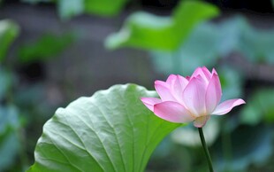 娇艳荷花绽放于绿叶间