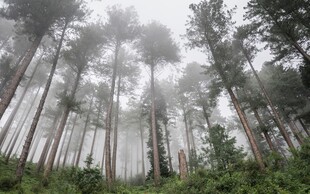 雾中森林静谧自然之景
