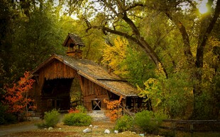 林间小屋静谧自然之景