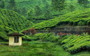 山间绿意中的小屋