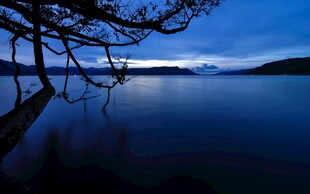 静谧湖畔的枯树夜景