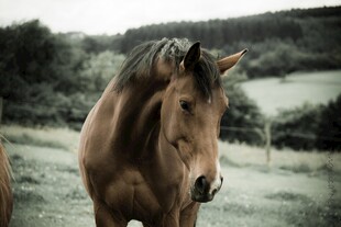 田野中的棕色骏马