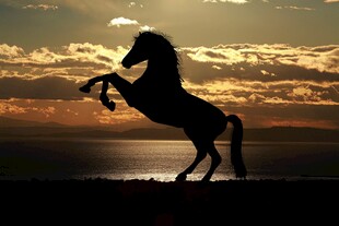 夕阳下骏马的优雅身姿