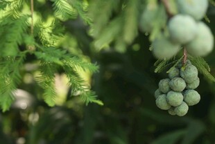 落羽杉  青果挂枝绿意盎然
