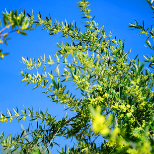 蓝天映衬下的翠绿植物
