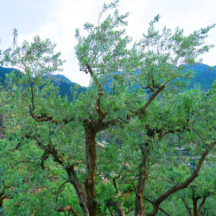 山间苍松