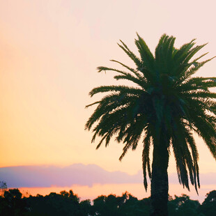 夕阳下的孤独棕榈树