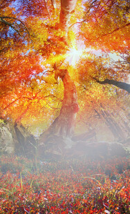 秋日梦幻森林美景