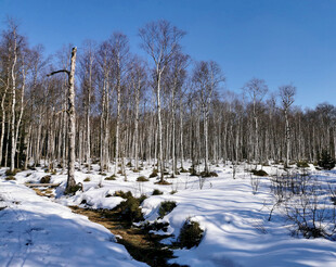 冬日雪覆树林静谧景象