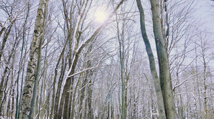 冬日雪覆树林美景