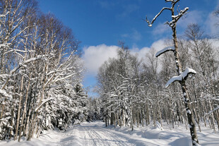 冬日雪林美景