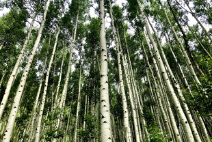 挺拔竹林