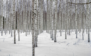 冬日白桦林雪景