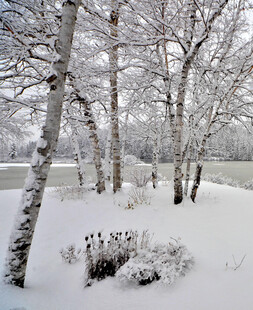 雪覆桦林的冬日美景