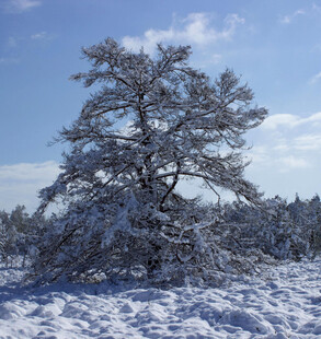 雪覆孤树的