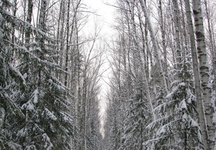 冬日雪覆树林美景