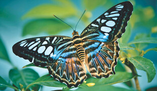 斑斓蝴蝶停驻绿叶间