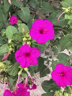 紫茉莉