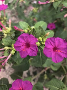 紫茉莉