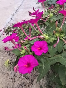 紫茉莉