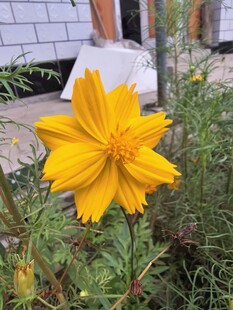 黄色波斯菊