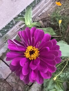 百日菊
