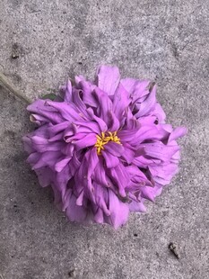 百日菊