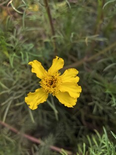 黄色小花绽放于草丛间